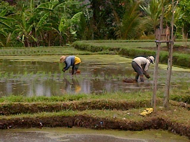 Nyoman Karsa Bungalow ウブド エクステリア 写真